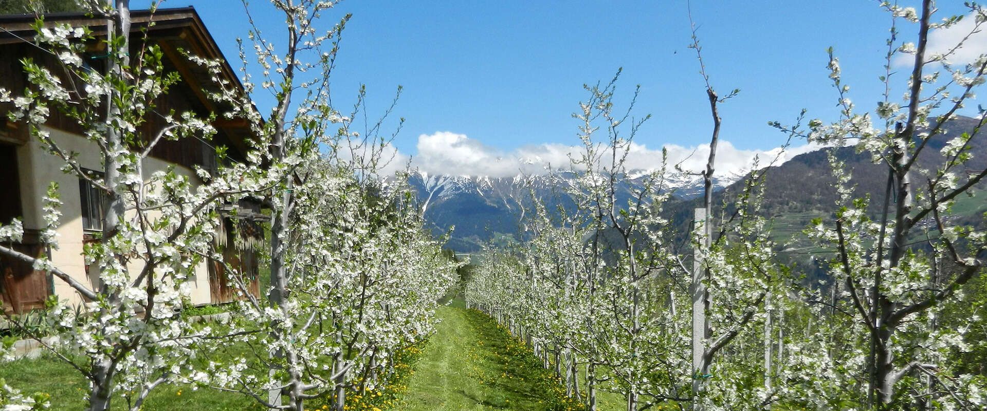 Destillerie Haus Viktoria Fiss