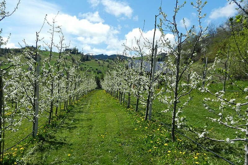 Blüten bei Obstbäume Garten Fiss