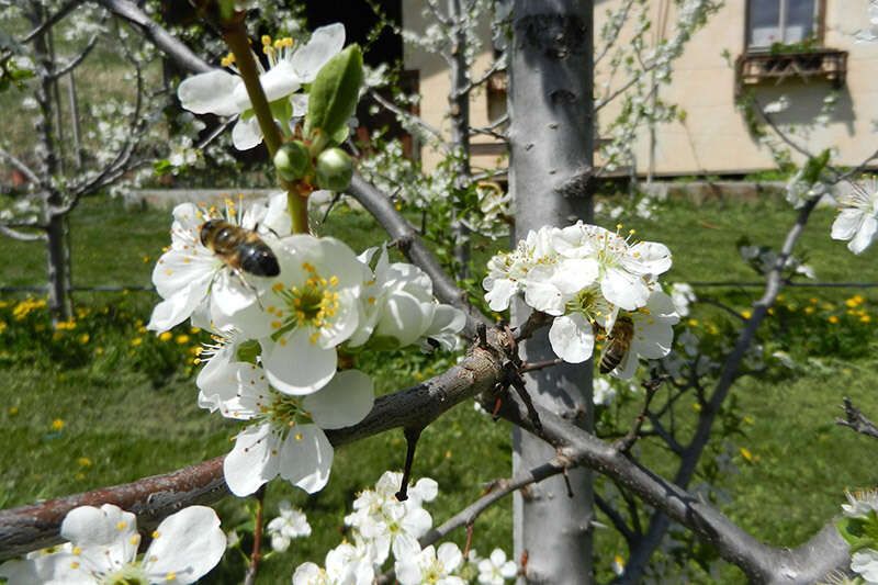 Bee at work on the fruit tree blossom
