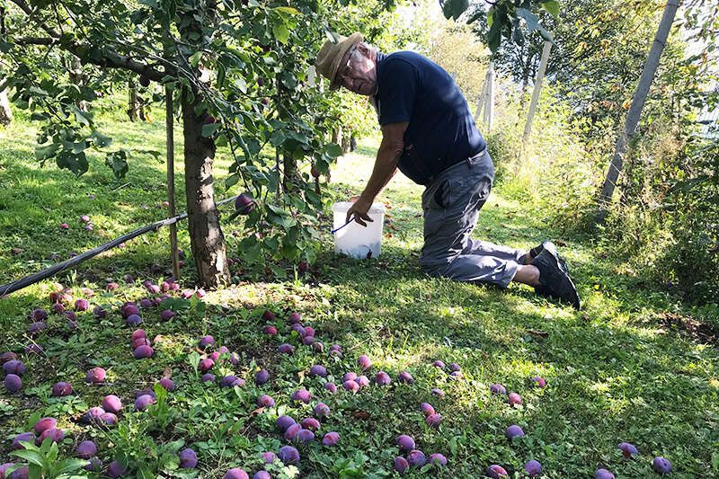 Plum harvest