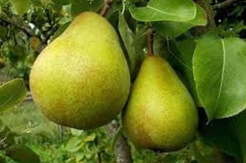 pears