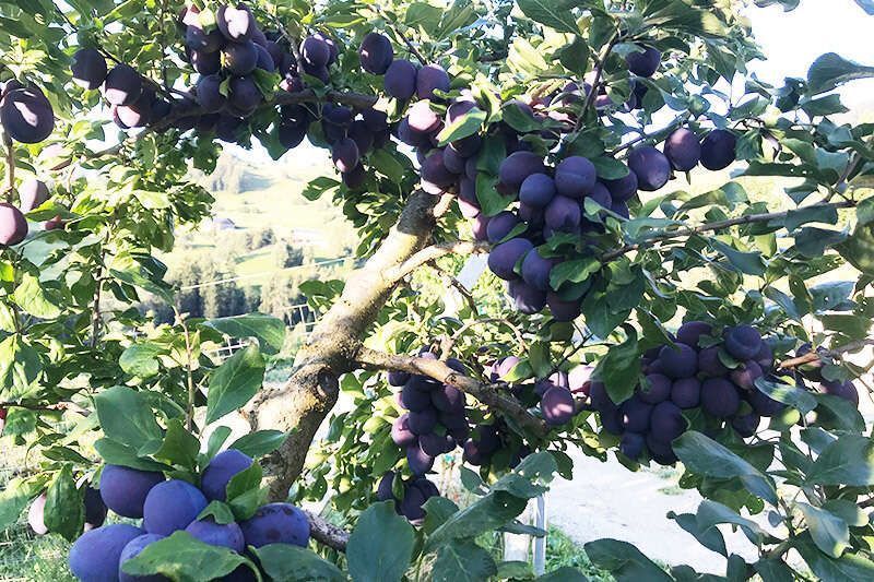 Plums for brandy production